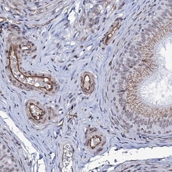 ZC3H12C Antibody, Novus Biologicals:Antibodies:Primary Antibodies