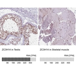 ZC3H14 Antibody, Novus Biologicals 0.1mL; Unlabeled:Antibodies, Polyclonal
