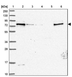 ZC3H14 Antibody, Novus Biologicals 0.1mL; Unlabeled:Antibodies, Polyclonal
