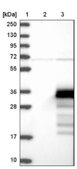 ZCCHC24 Antibody, Novus Biologicals 25 &mu;L; Unlabeled:Antibodies, Polyclonal