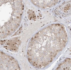 ZCWPW2 Antibody, Novus Biologicals:Antibodies:Primary Antibodies