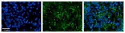ZDHHC17 Antibody, Novus Biologicals:Antibodies:Primary Antibodies