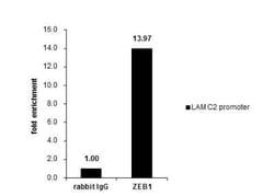 ZEB1 Antibody, Novus Biologicals 0.1mL; Unlabeled:Antibodies, Polyclonal