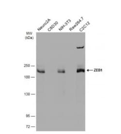 ZEB1 Antibody, Novus Biologicals 0.1mL; Unlabeled:Antibodies, Polyclonal