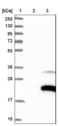 ZFAND2A Antibody, Novus Biologicals:Antibodies:Primary Antibodies