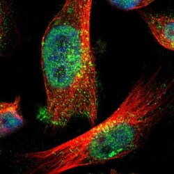 ZFAND3 Antibody, Novus Biologicals:Antibodies:Primary Antibodies