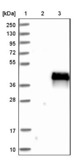 ZFAND3 Antibody, Novus Biologicals:Antibodies:Primary Antibodies