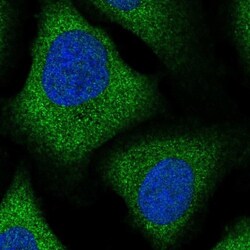 ZFP30 Antibody, Novus Biologicals:Antibodies:Primary Antibodies