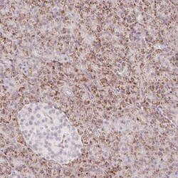 ZFP41 Antibody, Novus Biologicals:Antibodies:Primary Antibodies