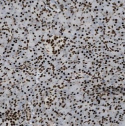 ZFR Antibody, Novus Biologicals 25 &mu;L; Unlabeled:Antibodies, Polyclonal