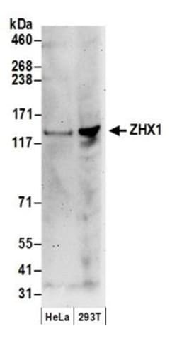 ZHX1 Antibody, Novus Biologicals 0.1mL; Unlabeled:Antibodies, Polyclonal