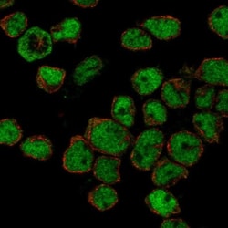ZHX2 Antibody, Novus Biologicals:Antibodies:Primary Antibodies