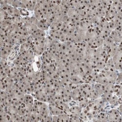 ZHX2 Antibody, Novus Biologicals:Antibodies:Primary Antibodies