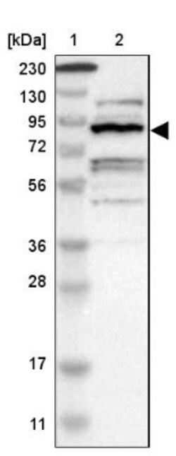ZHX2 Antibody, Novus Biologicals:Antibodies:Primary Antibodies