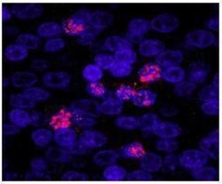 ZHX3 Antibody, Novus Biologicals 0.1mL; Unlabeled:Antibodies, Polyclonal