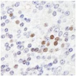 ZHX3 Antibody, Novus Biologicals 0.1mL; Unlabeled:Antibodies, Polyclonal