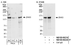 ZHX3 Antibody, Novus Biologicals 0.1mL; Unlabeled:Antibodies, Polyclonal