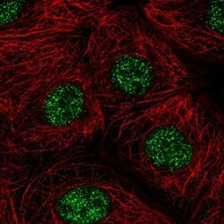 ZIC1 Antibody, Novus Biologicals 0.1mL; Unlabeled:Antibodies, Polyclonal