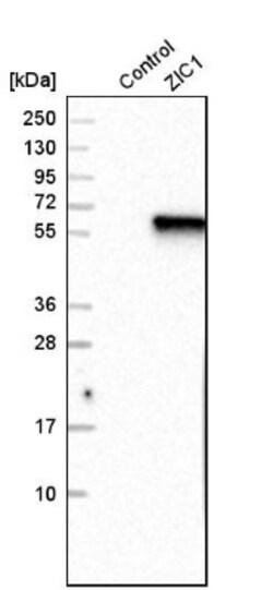ZIC1 Antibody, Novus Biologicals 0.1mL; Unlabeled:Antibodies, Polyclonal