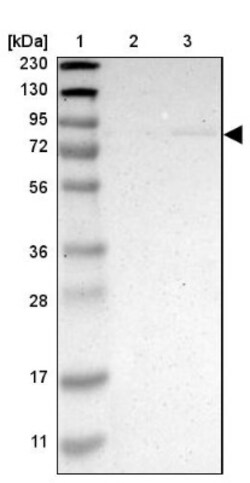 ZMAT1 Antibody, Novus Biologicals:Antibodies:Primary Antibodies