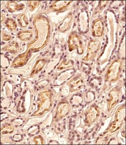 ZNF10 Antibody - BSA Free, Novus Biologicals:Antibodies:Primary Antibodies