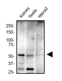 ZNF10 Antibody - BSA Free, Novus Biologicals:Antibodies:Primary Antibodies