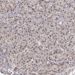 ZNF133 Antibody, Novus Biologicals 25 &mu;L; Unlabeled:Antibodies, Polyclonal