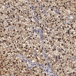 ZNF133 Antibody, Novus Biologicals 25 &mu;L; Unlabeled:Antibodies, Polyclonal