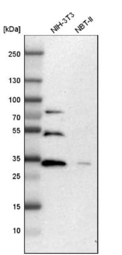 ZNF146 Antibody, Novus Biologicals:Antibodies:Primary Antibodies
