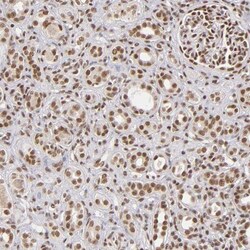 ZNF148 Antibody, Novus Biologicals:Antibodies:Primary Antibodies