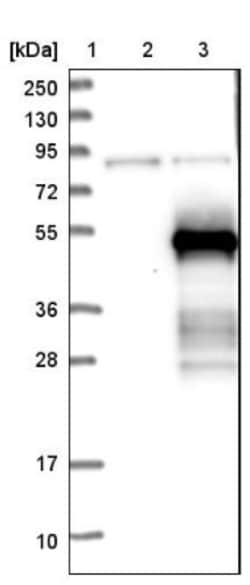 TSSC1 Antibody, Novus Biologicals:Antibodies:Primary Antibodies