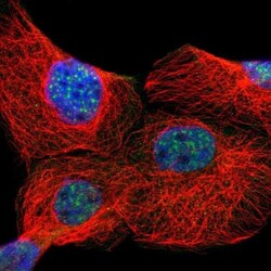 ZNF179 Antibody, Novus Biologicals 0.1mL; Unlabeled:Antibodies, Polyclonal