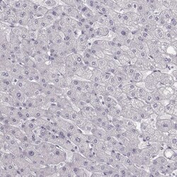 NLRP10/Pynod/NALP10 Antibody, Novus Biologicals:Antibodies:Primary Antibodies