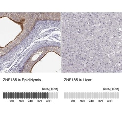 NLRP10/Pynod/NALP10 Antibody, Novus Biologicals:Antibodies:Primary Antibodies