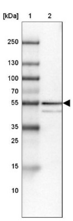 NLRP10/Pynod/NALP10 Antibody, Novus Biologicals:Antibodies:Primary Antibodies