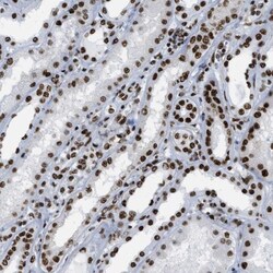 ZNF207 Antibody, Novus Biologicals 25 &mu;L; Unlabeled:Antibodies, Polyclonal