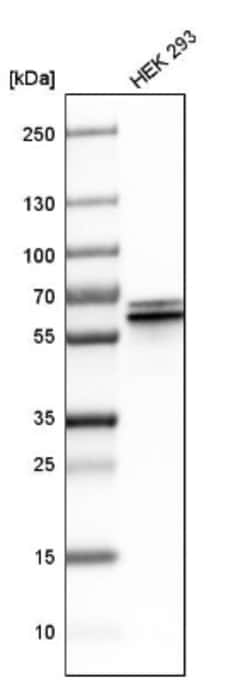 ZNF207 Antibody, Novus Biologicals 25 &mu;L; Unlabeled:Antibodies, Polyclonal