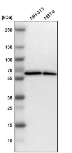 ZNF207 Antibody, Novus Biologicals 25 &mu;L; Unlabeled:Antibodies, Polyclonal