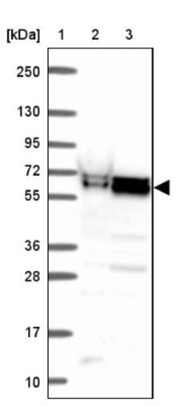 ZNF207 Antibody, Novus Biologicals:Antibodies:Primary Antibodies