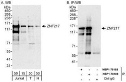 ZNF217 Antibody, Novus Biologicals 0.1mL; Unlabeled:Antibodies, Polyclonal