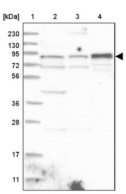 ZNF263 Antibody, Novus Biologicals 0.1mL; Unlabeled:Anticorps, Polyclonal