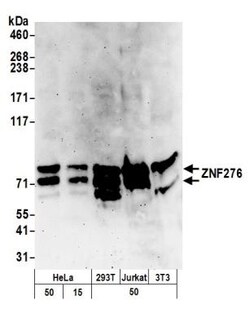 ZNF276 Antibody, Novus Biologicals 0.1mL; Unlabeled:Antibodies, Polyclonal