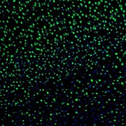 ZNF3 Antibody, Novus Biologicals 0.1mL; Unlabeled:Antibodies, Polyclonal