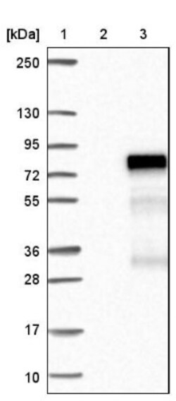 ZNF76 Antibody, Novus Biologicals:Antibodies:Primary Antibodies
