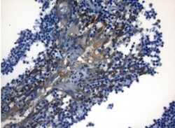 ZNF394 Antibody (OTI1G9), Novus Biologicals 0.1mL; Unlabeled:Antibodies,