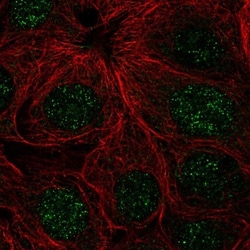 ZNF425 Antibody, Novus Biologicals 0.1mL; Unlabeled:Antibodies, Polyclonal