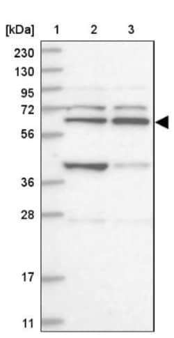 ZNF500 Antibody, Novus Biologicals:Antibodies:Primary Antibodies