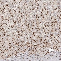 ZNF503 Antibody, Novus Biologicals 25 &mu;L; Unlabeled:Antibodies, Polyclonal