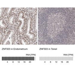 ZNF503 Antibody, Novus Biologicals 25 &mu;L; Unlabeled:Antibodies, Polyclonal