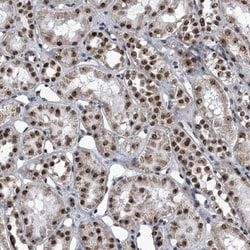 ZNF518B Antibody, Novus Biologicals 25 &mu;L; Unlabeled:Antibodies, Polyclonal